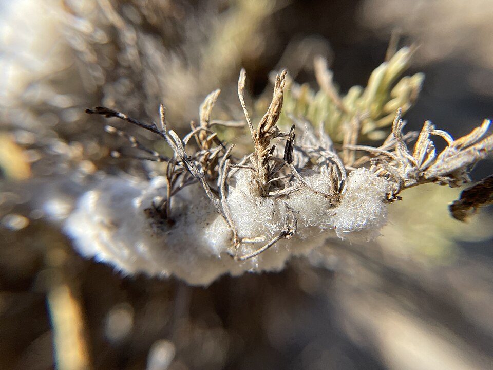 Photo of Sagebrush woolly stem gall midge