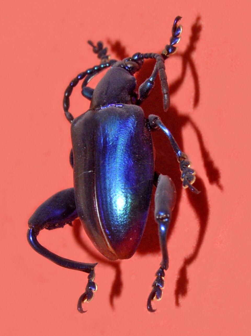 Photo of Frog-legged leaf beetle