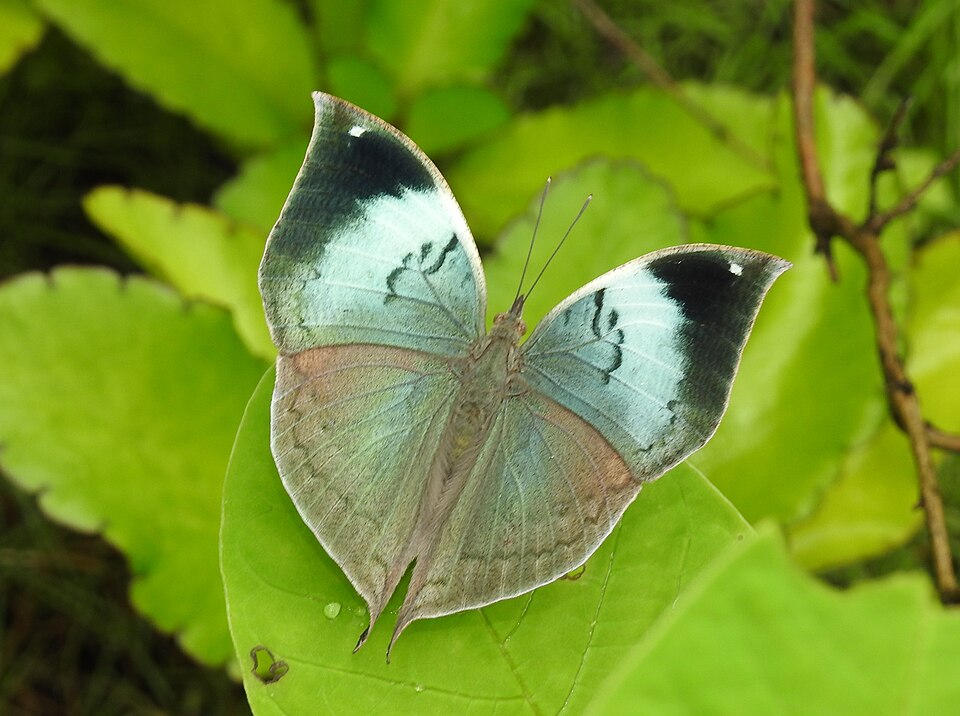 Photo of Sahyadri blue oakleaf