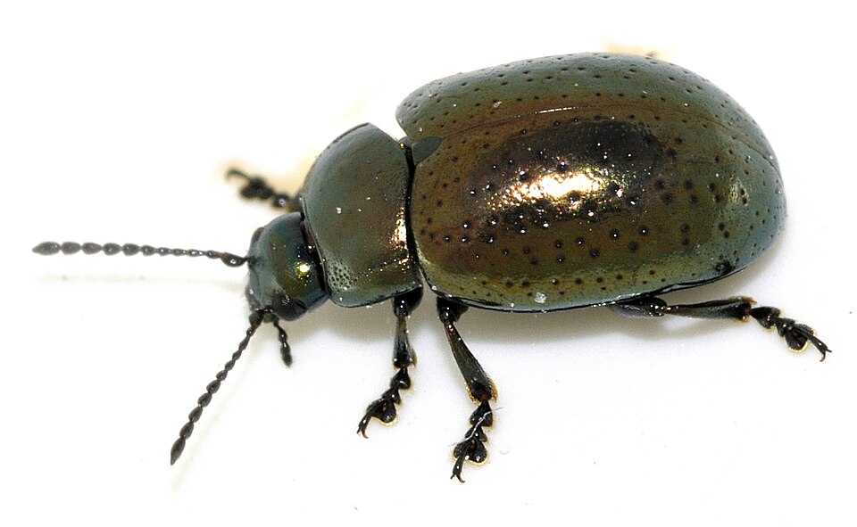 Photo of Saint John's wort beetle