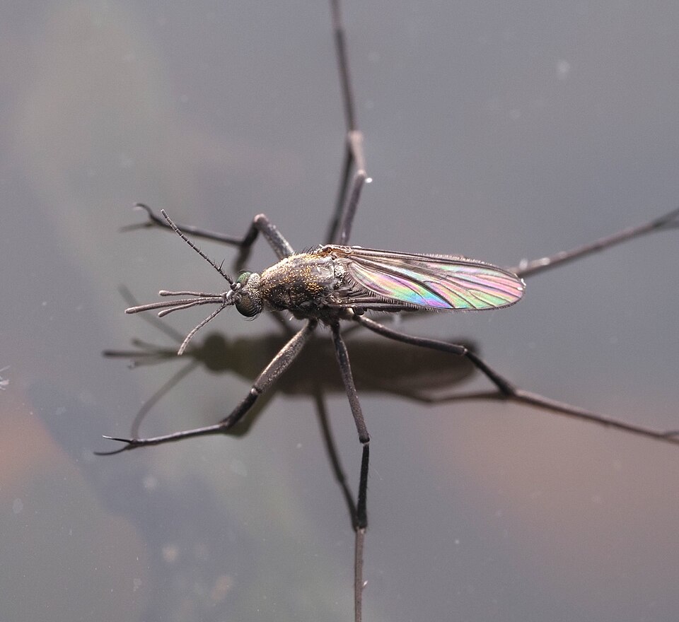Photo of Saltpool mosquito