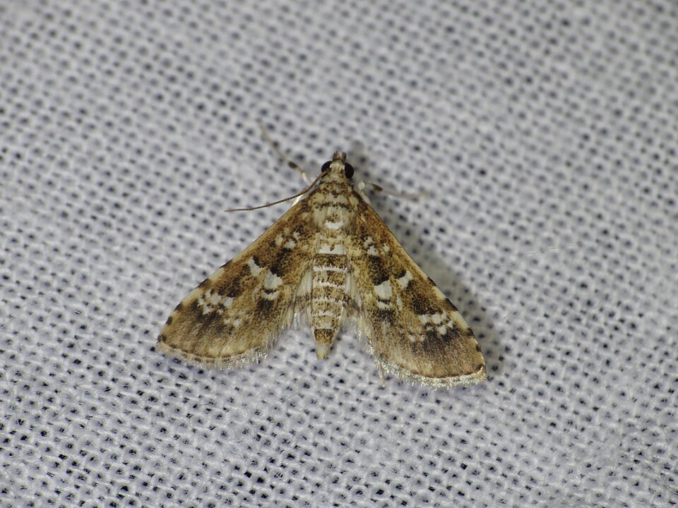 Photo of Salvinia stem borer moth