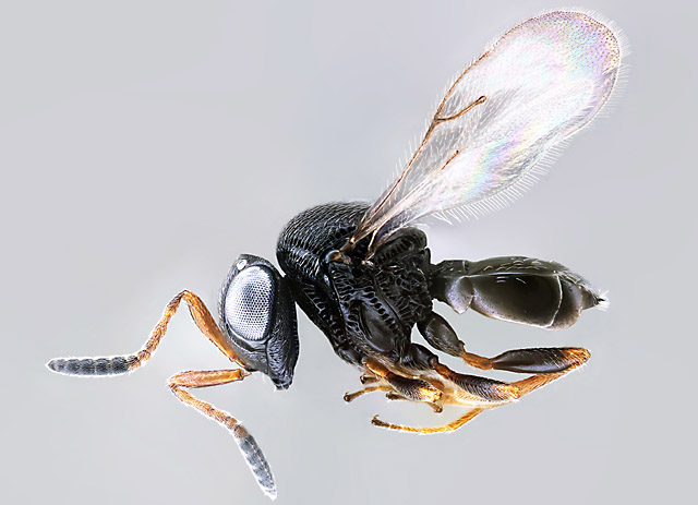 Photo of Samurai wasp