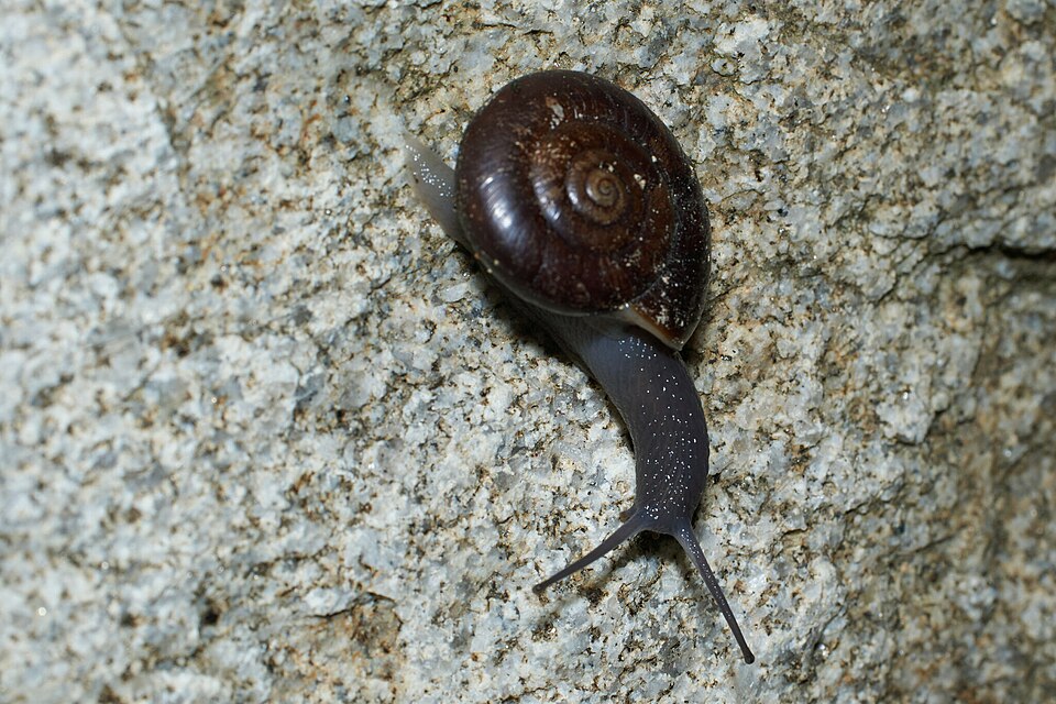 Photo of San Gabriel chestnut