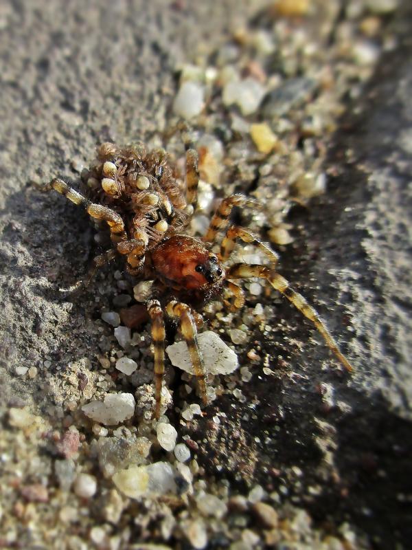 Photo of Sand bear spider