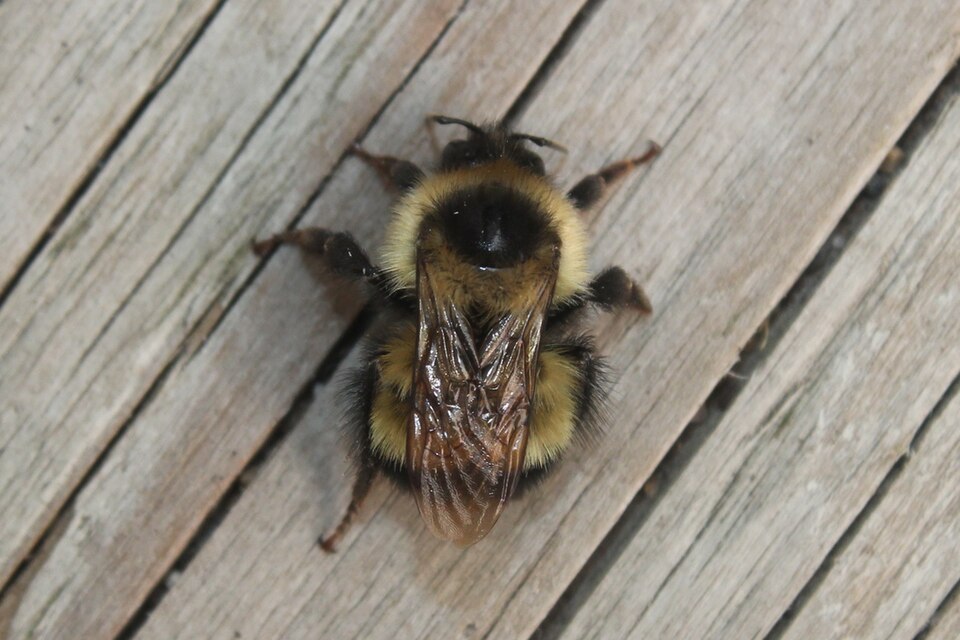 Photo of Sanderson's bumble bee