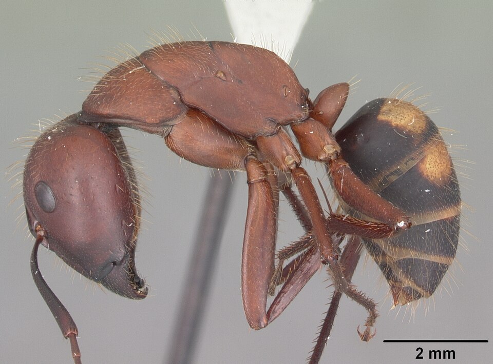 Photo of Sandhill carpenter ant