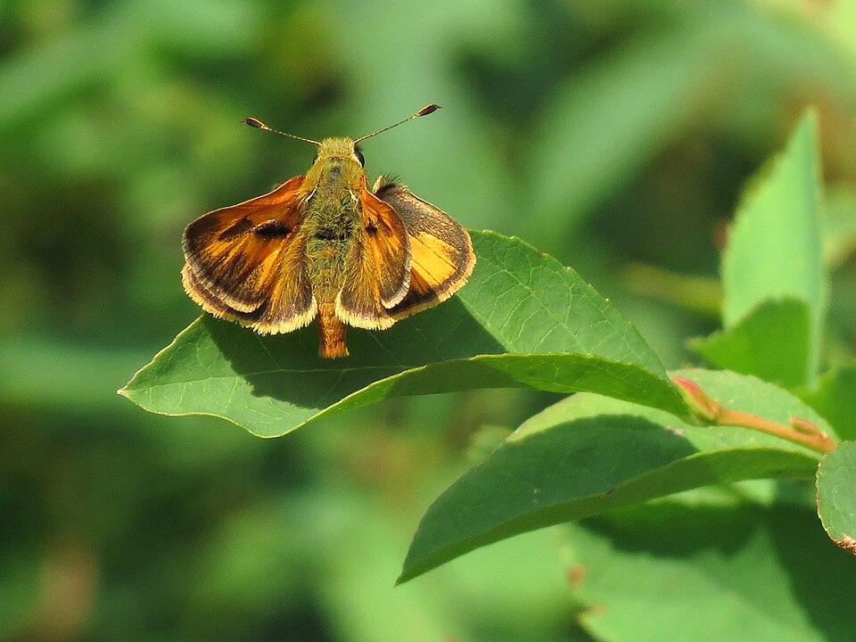 Photo of Sandhill skipper