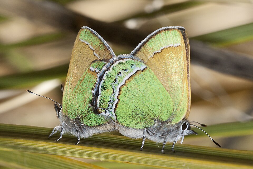 Photo of Sandia hairstreak