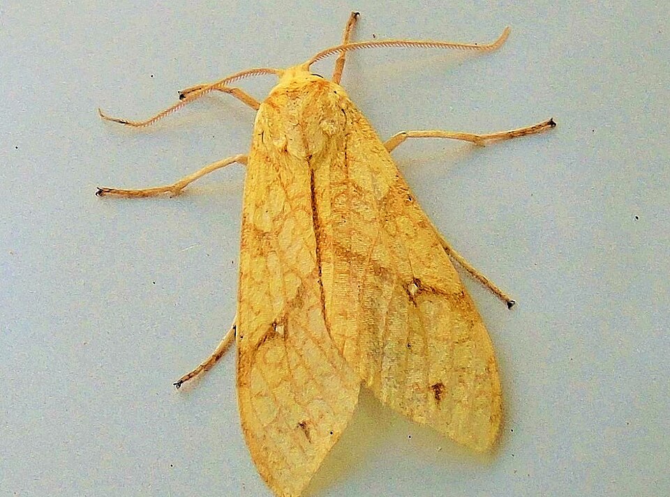 Photo of Santa Ana tussock moth