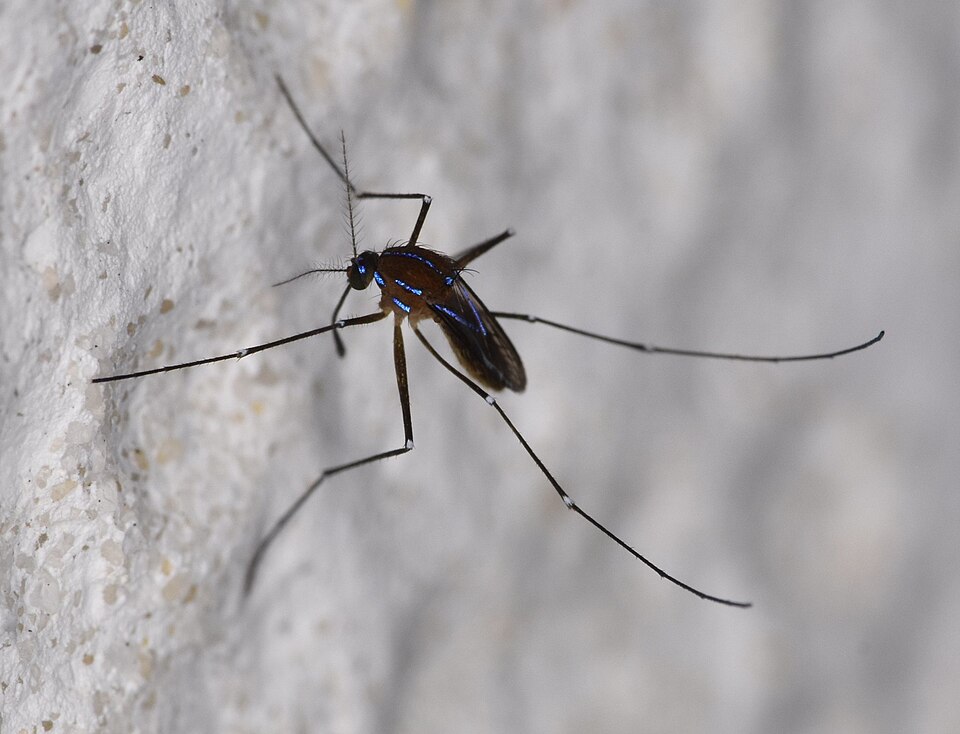 Photo of Sapphire-striped mosquito