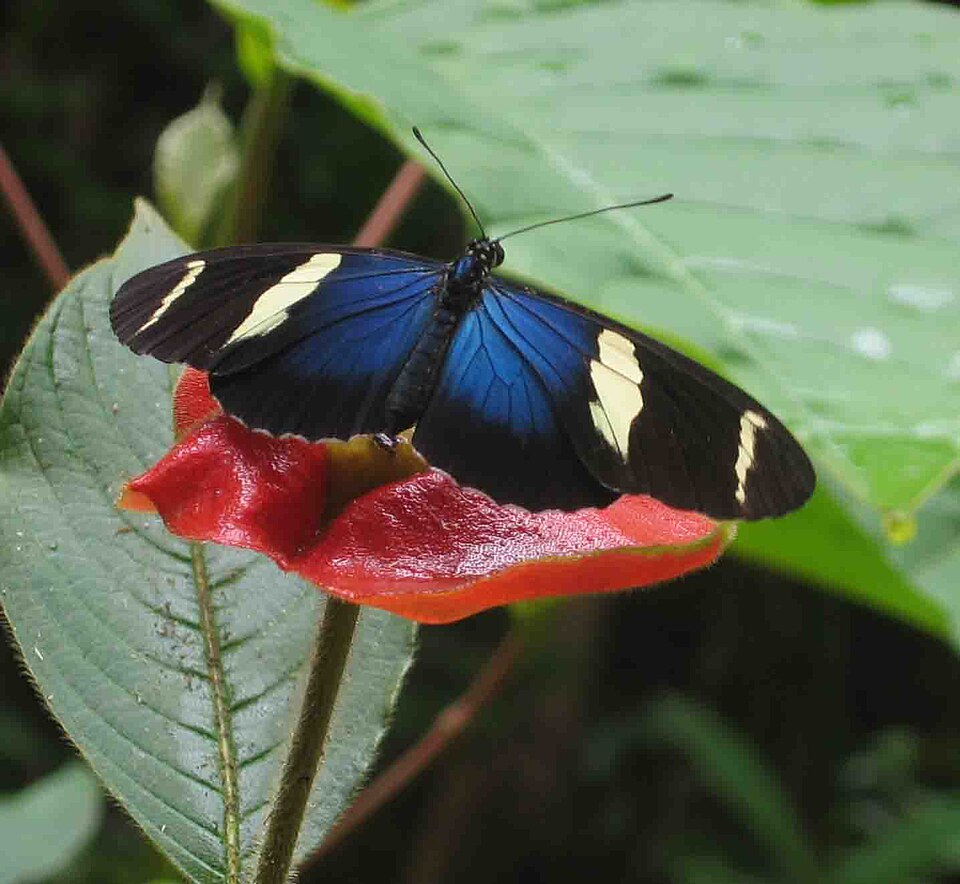 Photo of Sara longwing