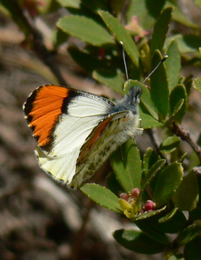 Photo of Sara orangetip