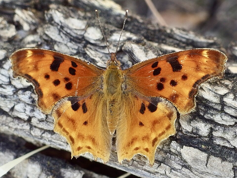 Photo of Satyr comma