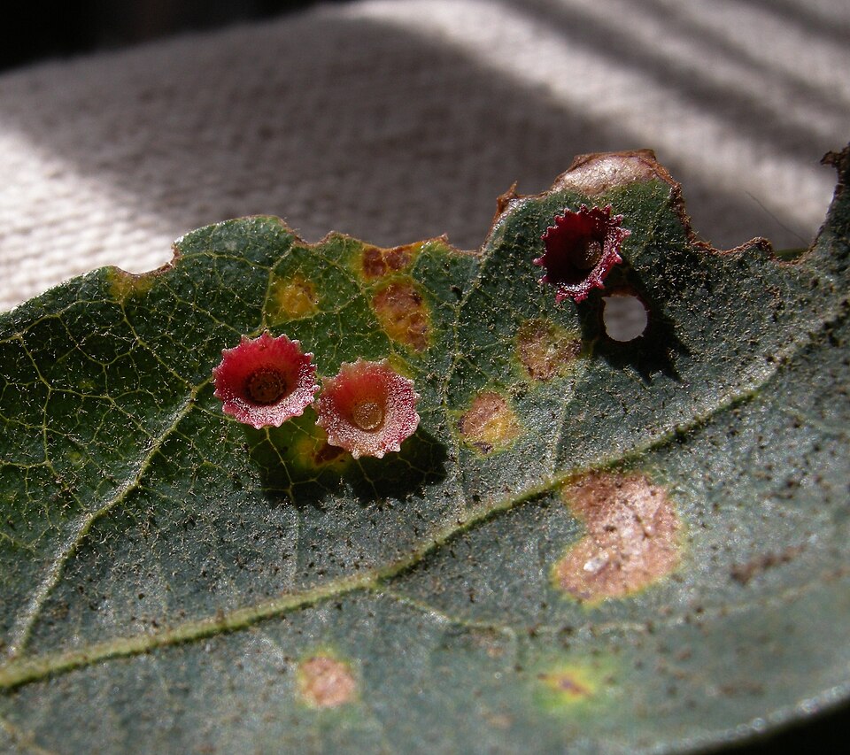 Photo of Saucer gall wasp