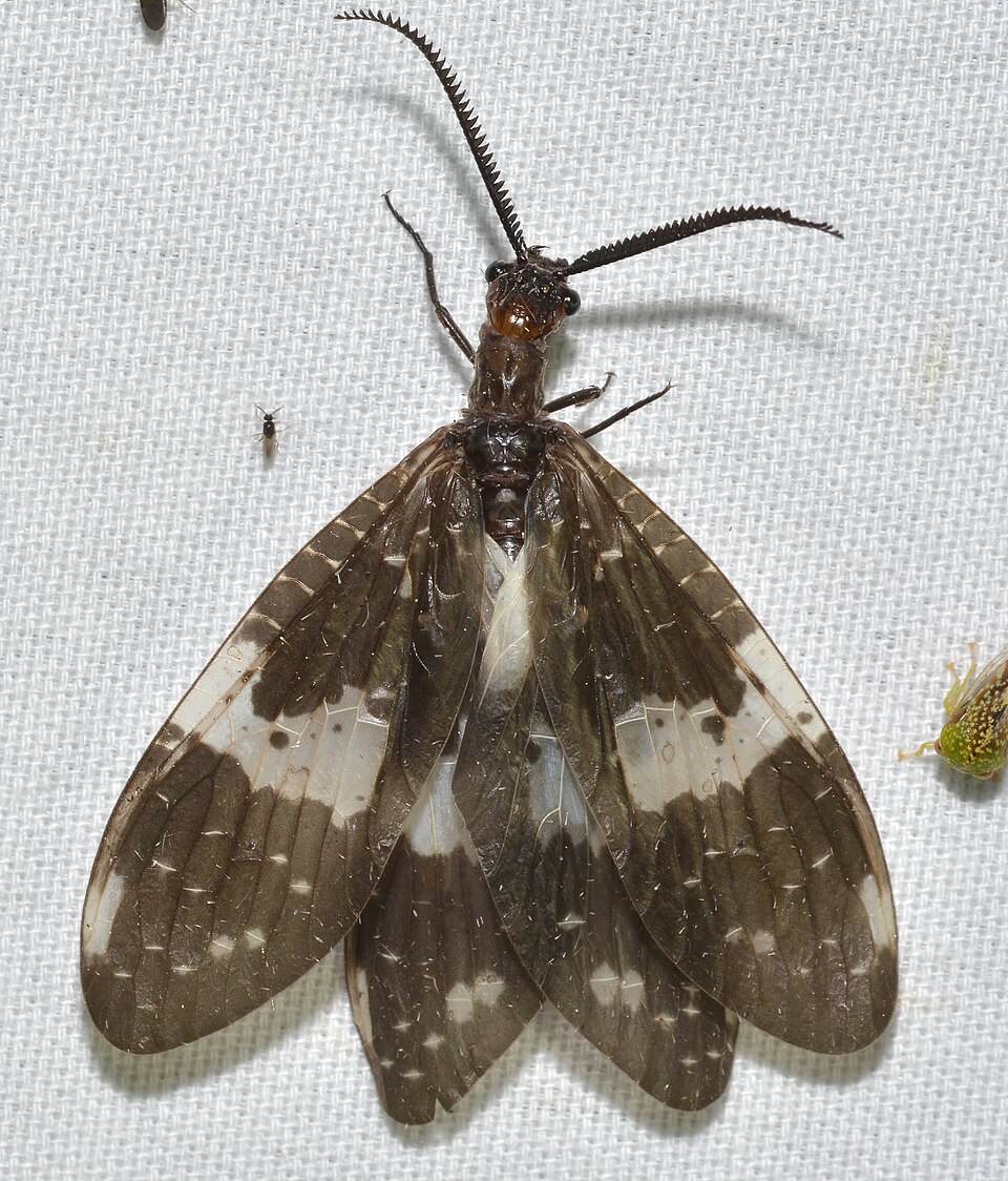 Photo of Saw-combed fishfly