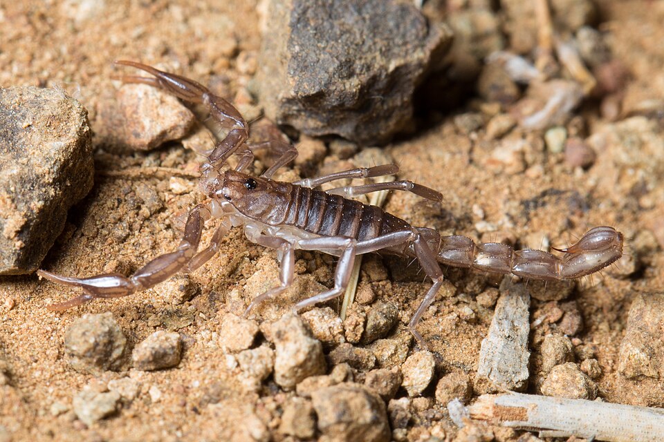 Photo of Sawfinger scorpion