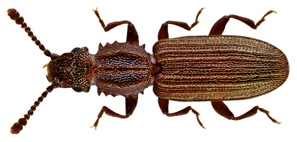 Photo of Sawtoothed grain beetle