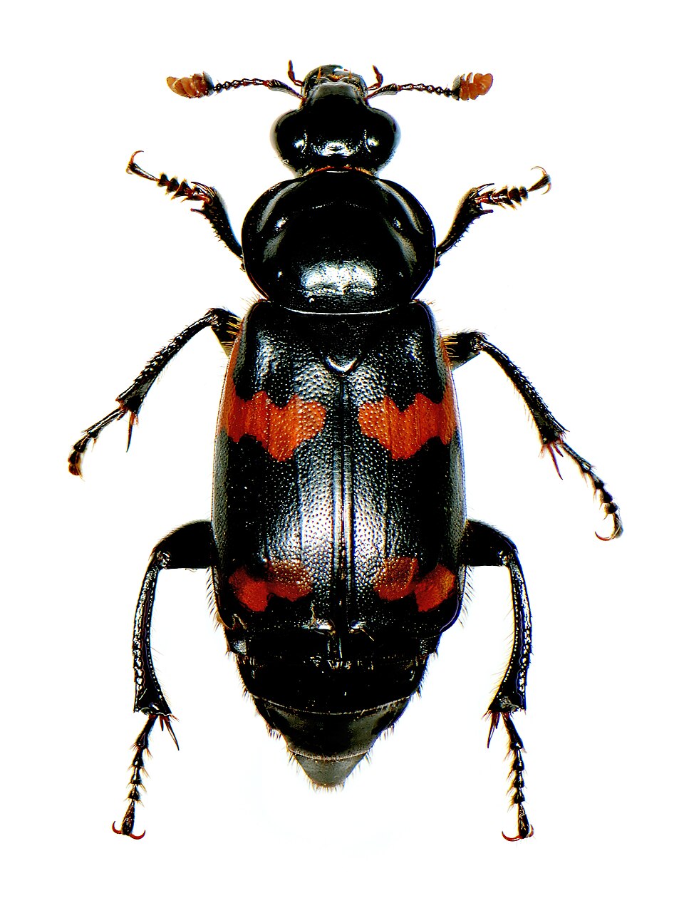 Photo of Say's burying beetle