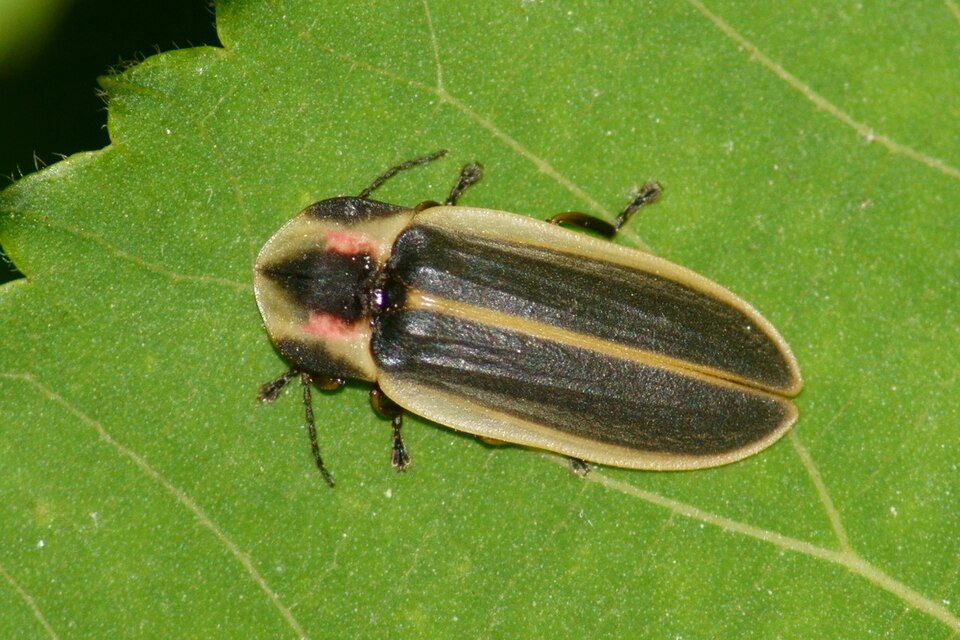 Photo of Say's firefly