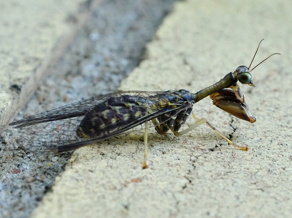 Photo of Say's mantidfly