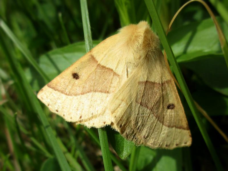 Photo of Scalloped oak