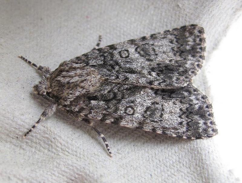Photo of Scarce dagger