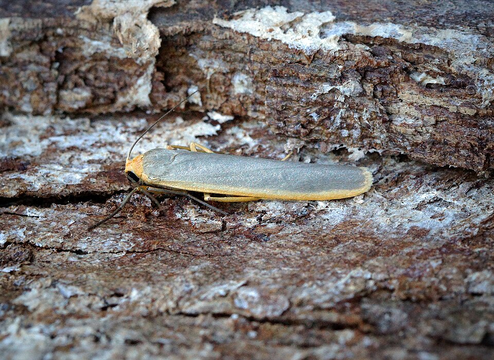 Photo of Scarce footman moth