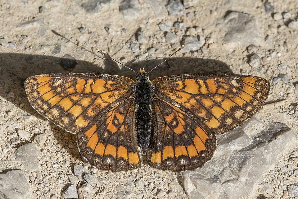 Photo of Scarce fritillary