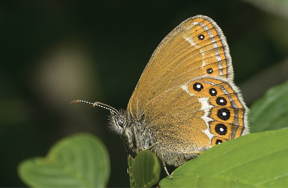 Photo of Scarce heath