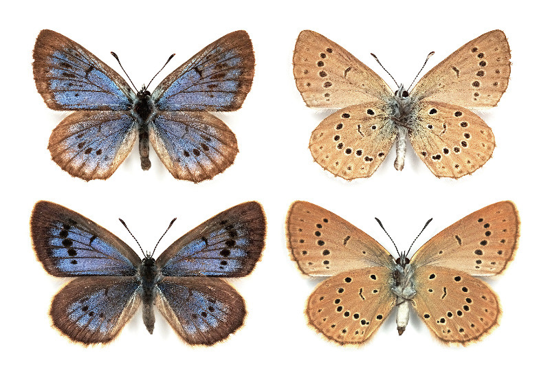 Photo of Scarce large blue