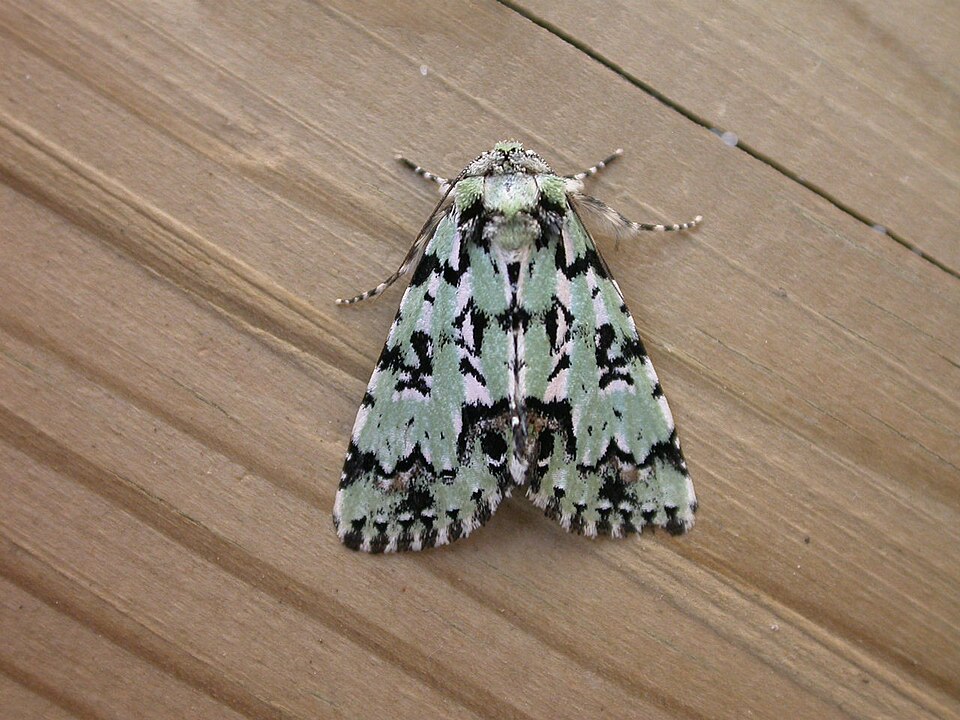 Photo of Scarce merveille du jour
