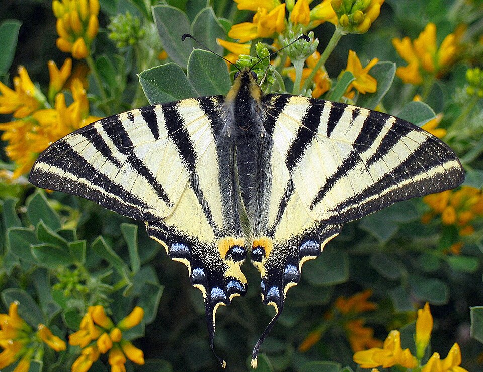 Photo of Puriliblikas