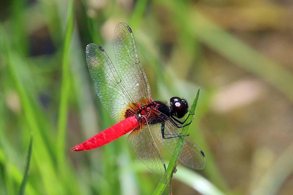 Photo of Scarlet adjutant