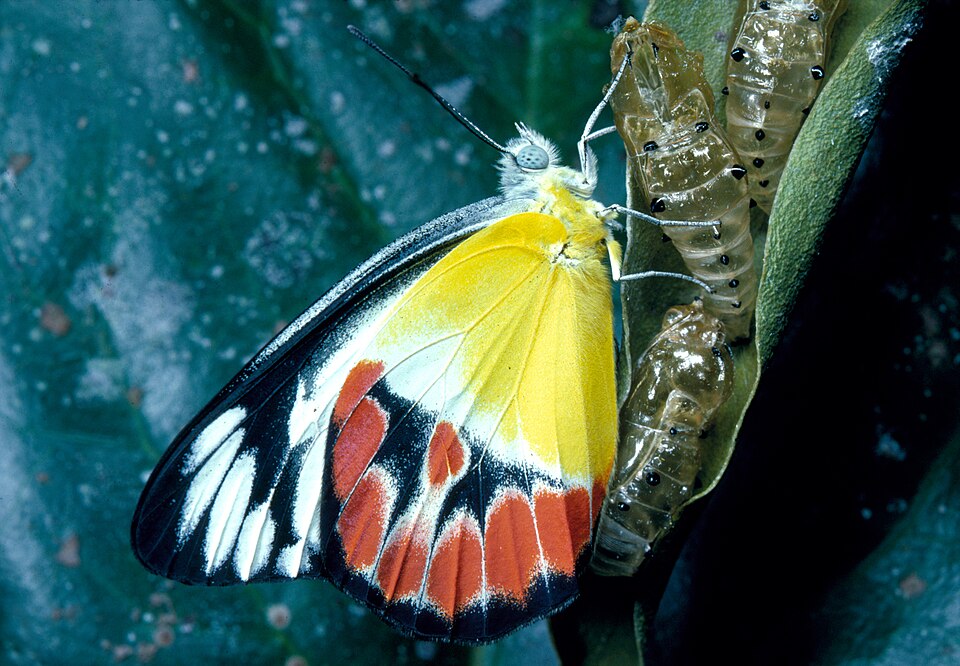 Photo of Scarlet Jezebel