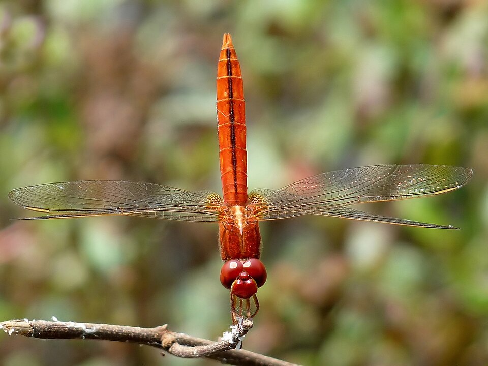 Photo of Scarlet skimmer