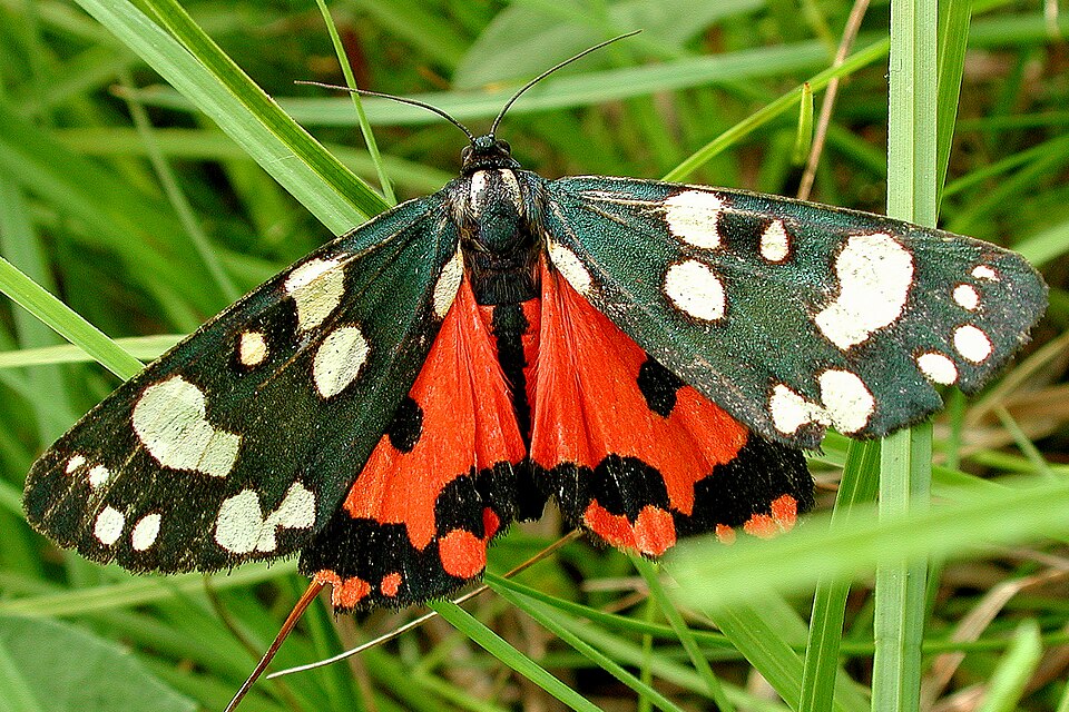 Photo of Scarlet tiger moth