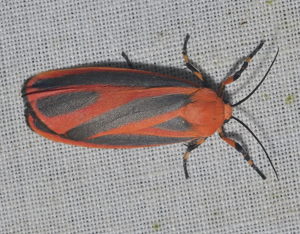 Photo of Scarlet-winged lichen moth
