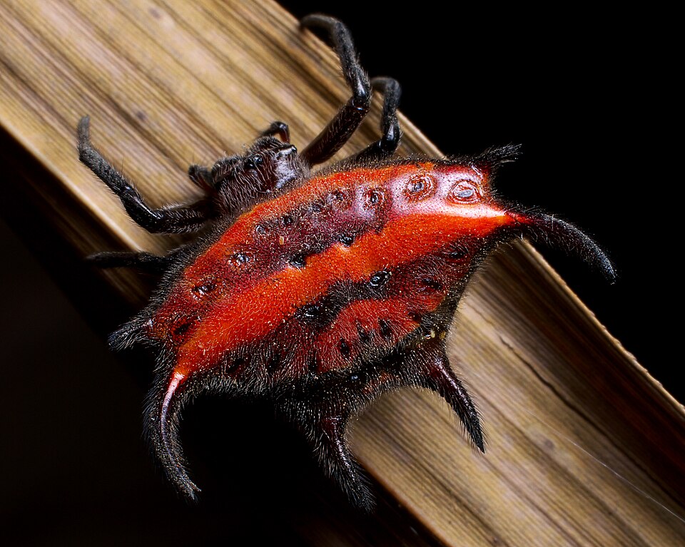 Photo of Scimitar-horn kitespider