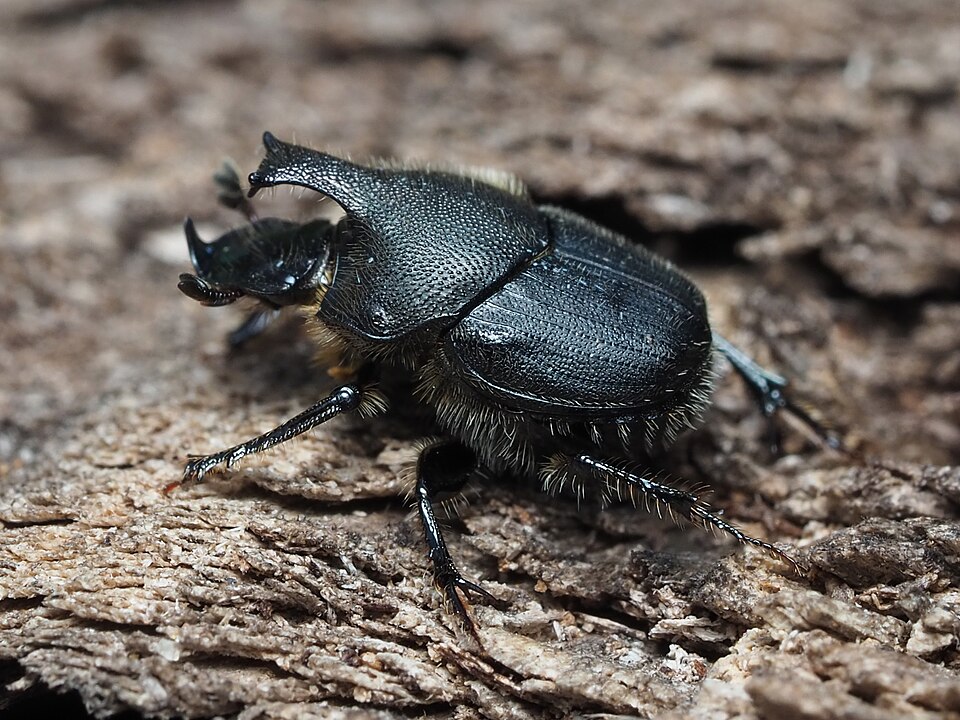 Photo of Scooped scarab