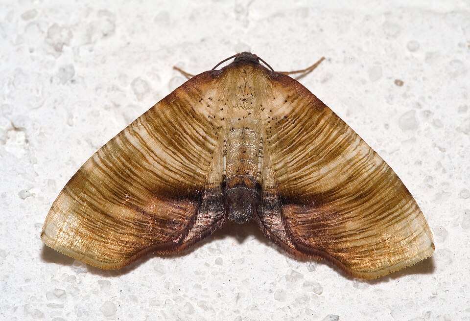 Photo of Scorched wing
