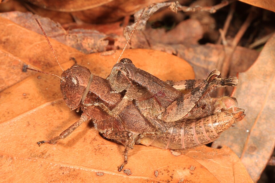 Photo of Scudder's short-winged grasshopper