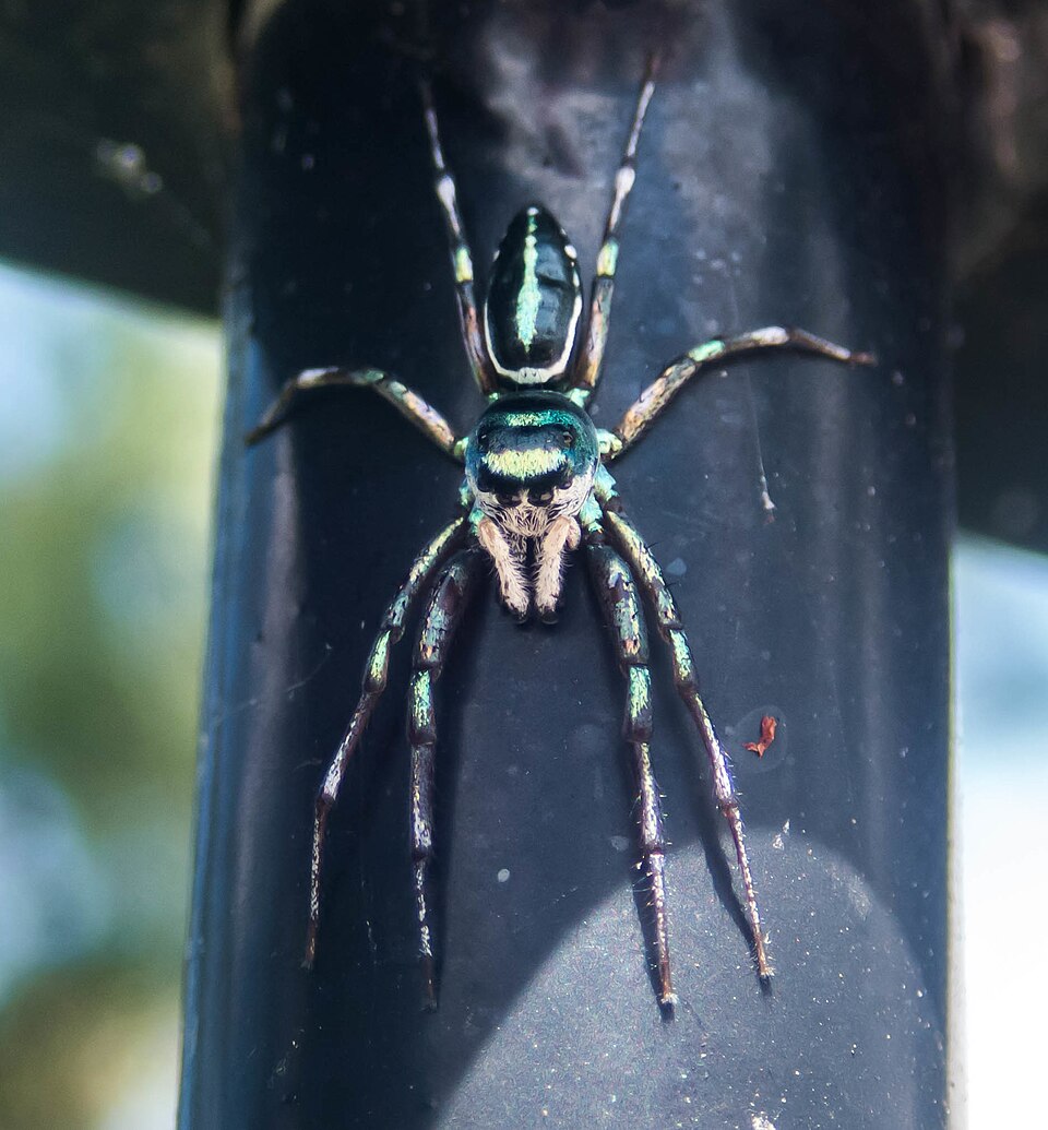 Photo of Sea-green northern jumper