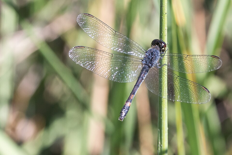Photo of Seaside dragonlet
