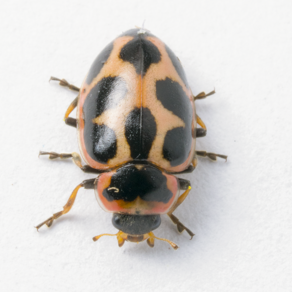 Photo of Seaside lady beetle
