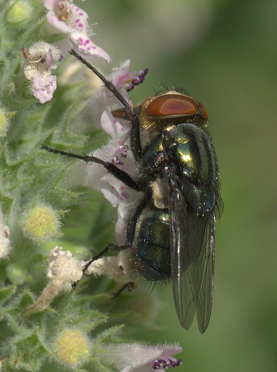 Photo of Secondary screwworm fly