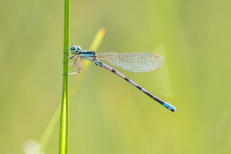Photo of Seepage dancer