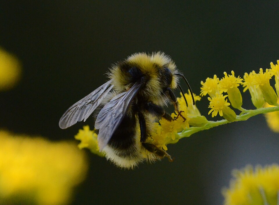 Photo of Semenov's bumble bee