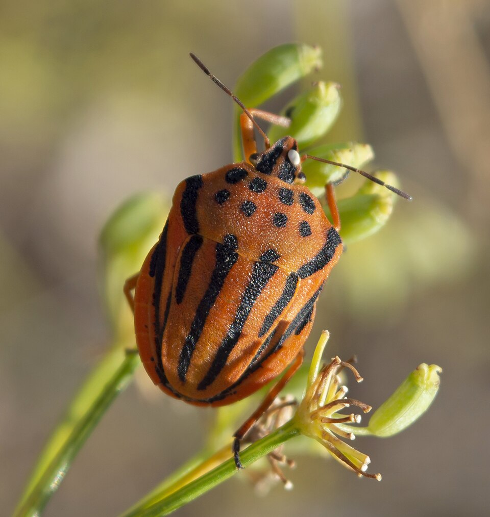 Photo of Semipunctated shield bug