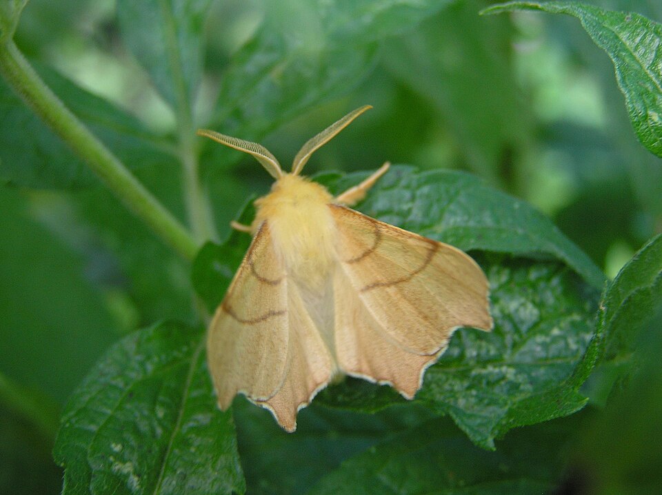 Photo of September thorn